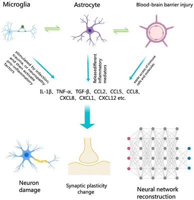 Editorial: Neuroinflammation and cognitive impairment